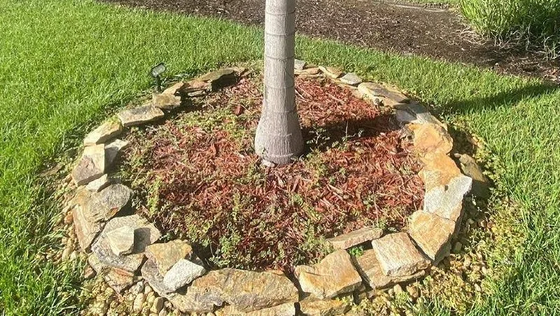 Finished palm tree border with stone and mulch