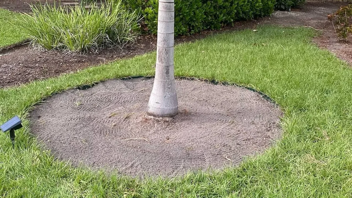 Landscape border before cleanup around palm tree
